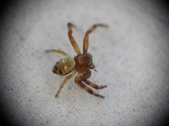 Synema globosum