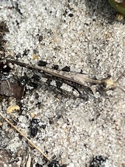 Psinidia fenestralis