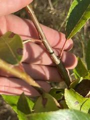 Populus trichocarpa
