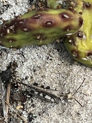 Psinidia fenestralis