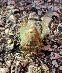 Neotibicen canicularis