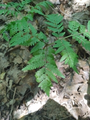 Botrypus virginianus