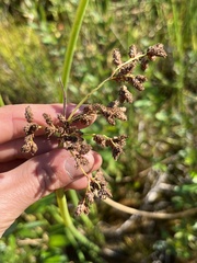 Schoenoplectus tabernaemontani