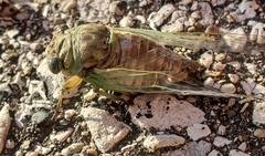 Neotibicen canicularis