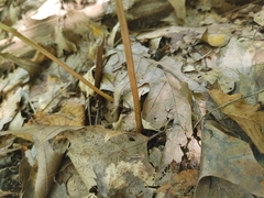 Botrypus virginianus