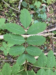 Sorbus sitchensis