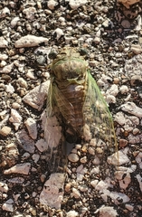 Neotibicen canicularis