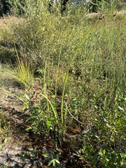 Schoenoplectus tabernaemontani