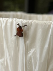 Galasa nigrinodis