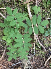 Sorbus sitchensis