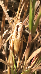 Pseudochorthippus curtipennis
