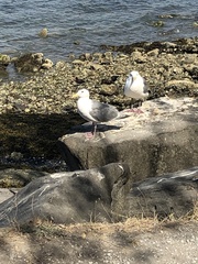 Larus glaucescens