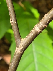 Castanea