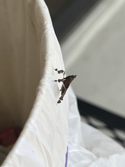 Galasa nigrinodis