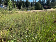 Schoenoplectus tabernaemontani