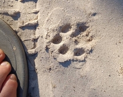 Caracal caracal caracal