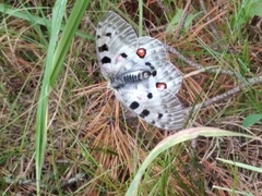 Parnassius apollo