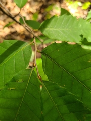 Castanea