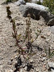 Polygonum polygaloides