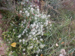 Lobularia maritima
