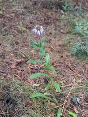 Erigeron speciosus