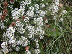 Lobularia maritima