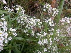 Lobularia maritima