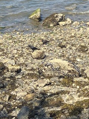 Haematopus bachmani