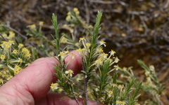 Struthiola