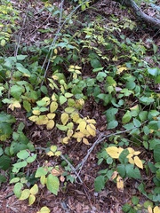 Corylus cornuta