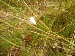 Rivula sericealis