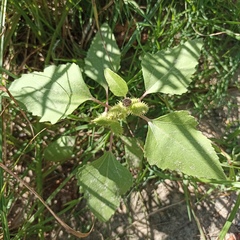 Xanthium orientale riparium