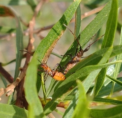 Leptoglossus oppositus
