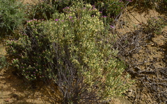 Struthiola