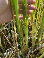 Schoenoplectus tabernaemontani