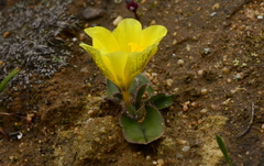 Moraea galaxia