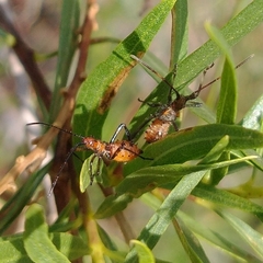 Leptoglossus oppositus