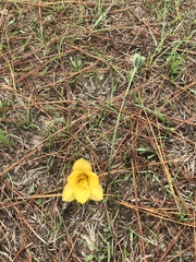 Zephyranthes tubispatha