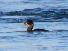 Microcarbo africanus africanus