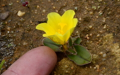Moraea galaxia