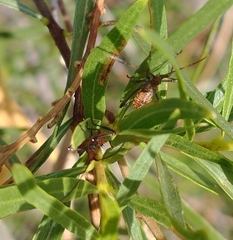 Leptoglossus oppositus