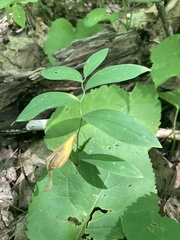 Uvularia sessilifolia