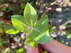 Salix scouleriana