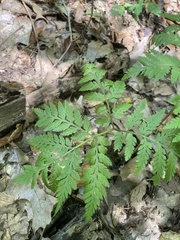 Botrypus virginianus