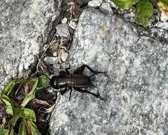 Gryllus campestris