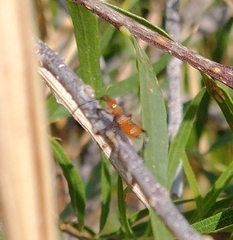 Leptoglossus oppositus