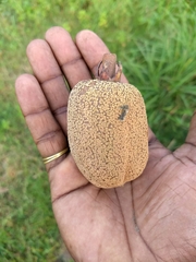 Vateria indica