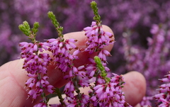 Erica nudiflora
