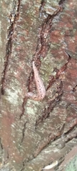 Limax maximus