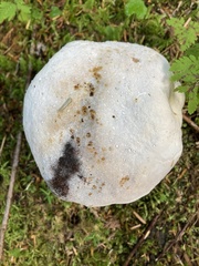 Fomitopsis ochracea